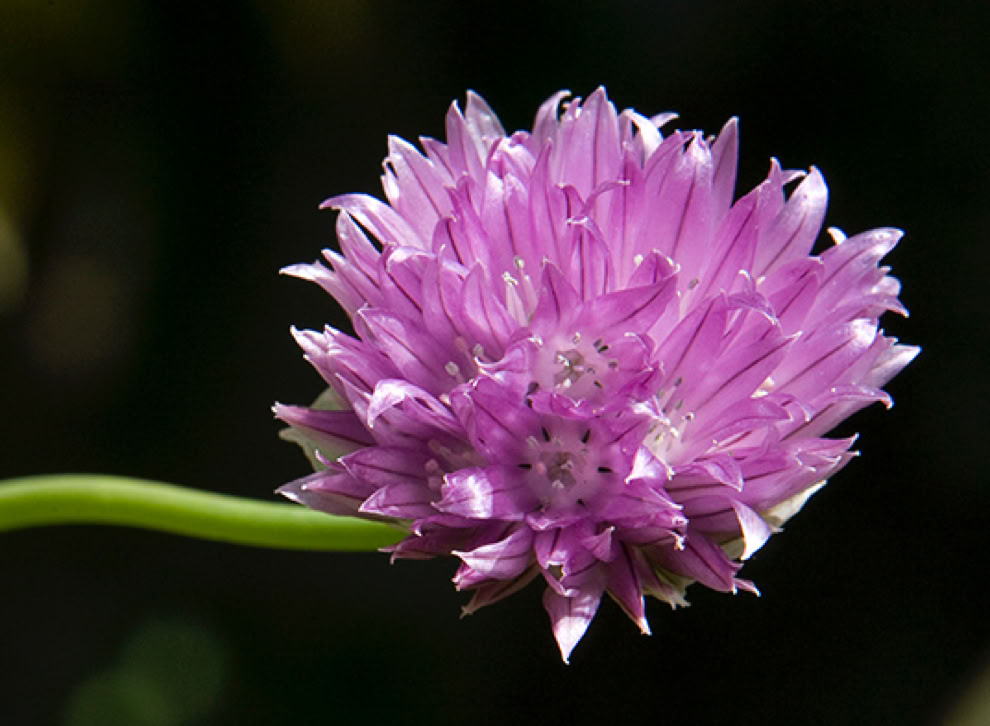 A microphone used for recording speech.