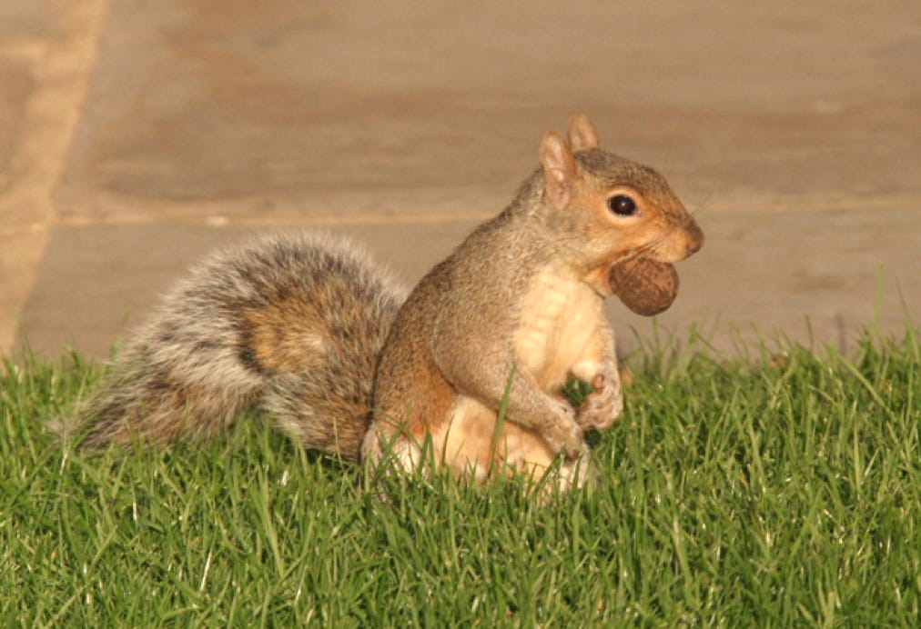 A greedy squirrel